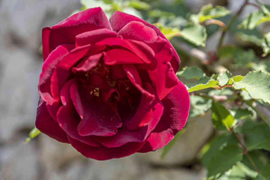 Rosa roja - parque de Cervantes - Barcelona - Catalunya 2.jpg